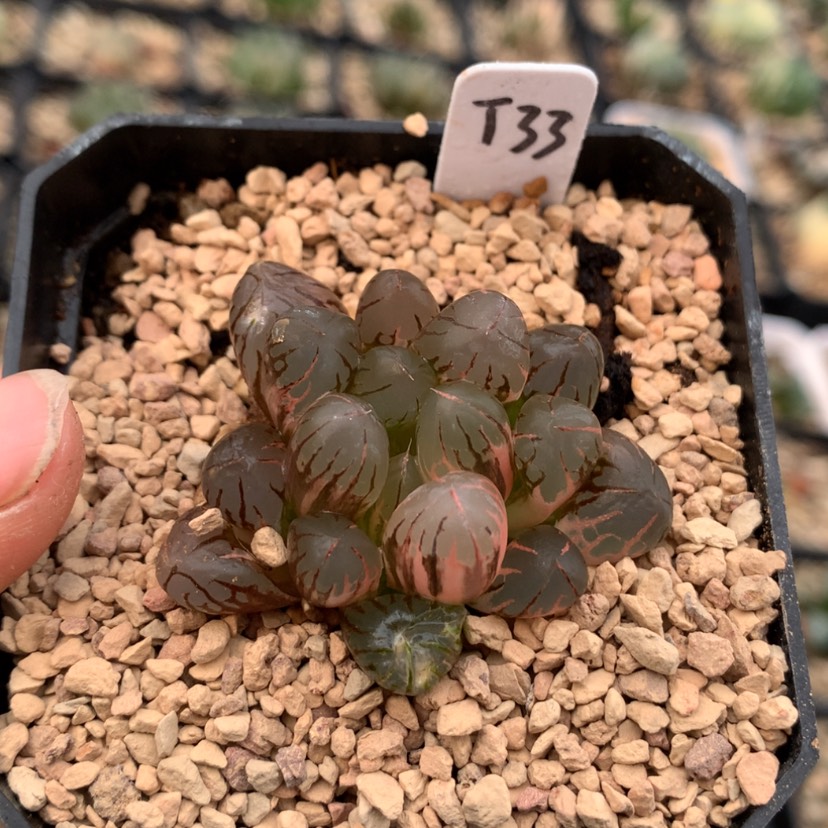 【闪购商品】33灵犀玉露