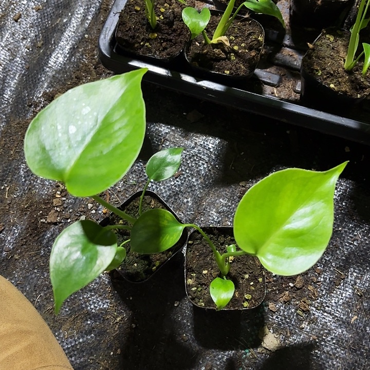 我****完全开放小苗龟背竹