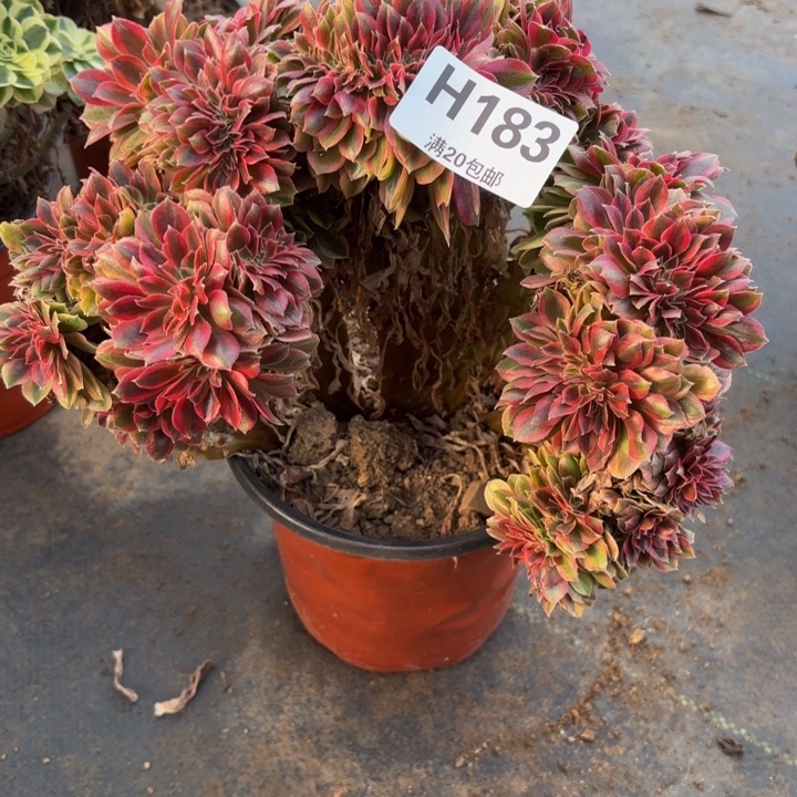 瑞妈，，。。。。。183。洛神缀，