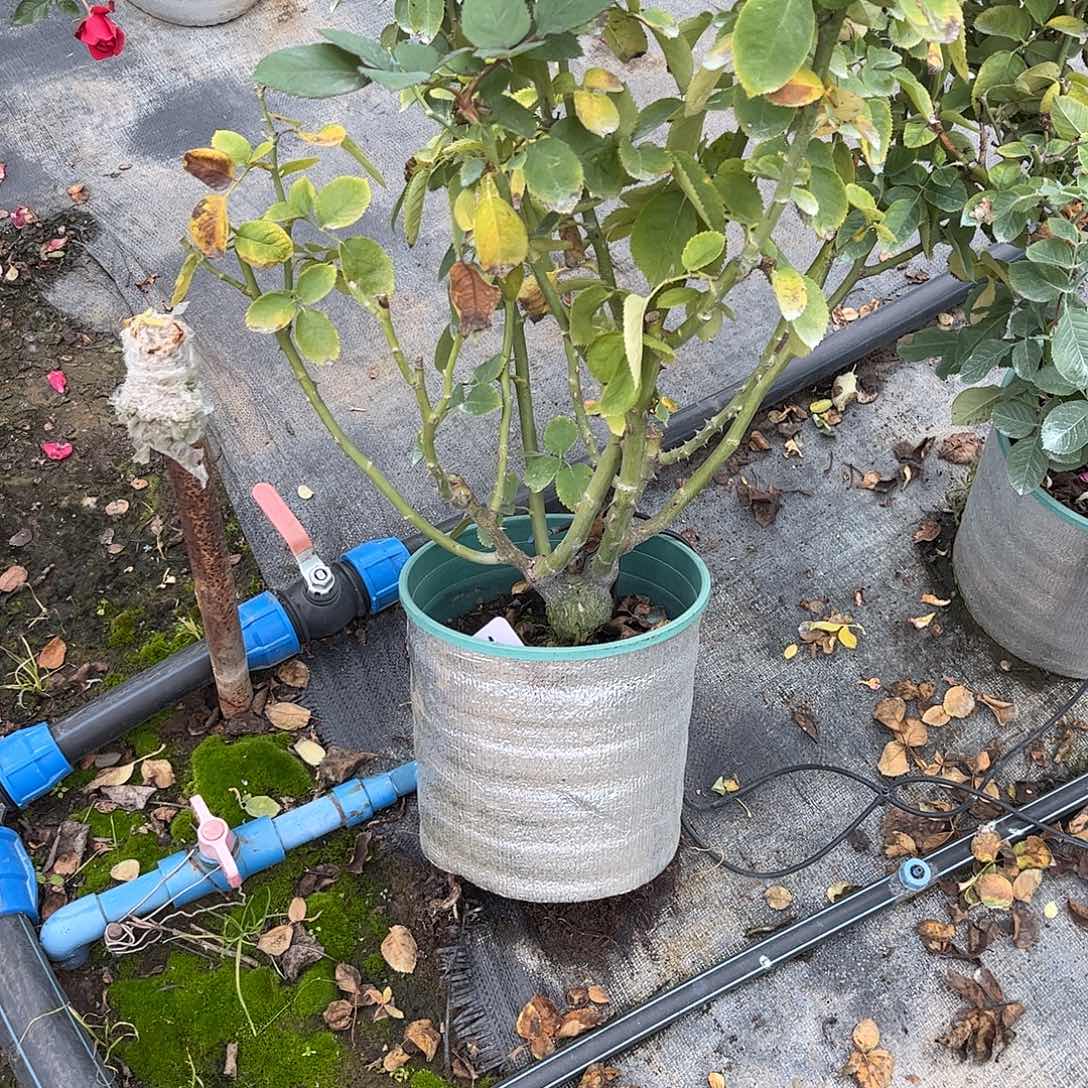 无花朵1.8加仑曼塔，土球修剪发货