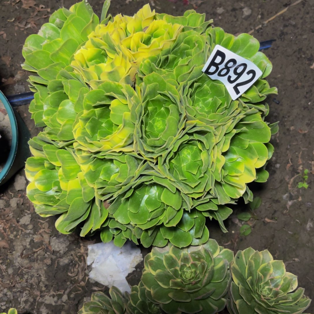 五色琉璃26/////26包邮