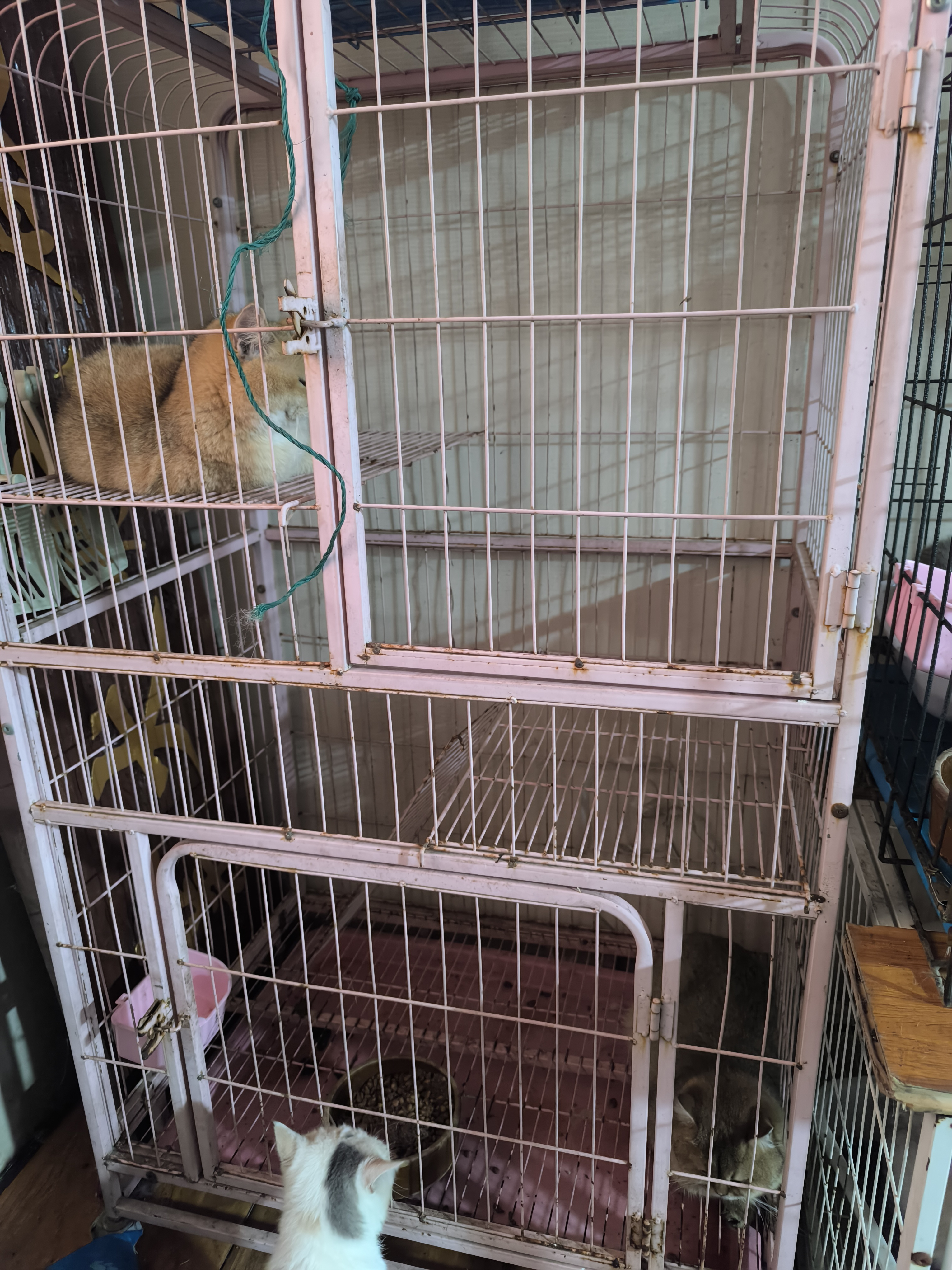 宠物猫猫狗狗繁殖笼