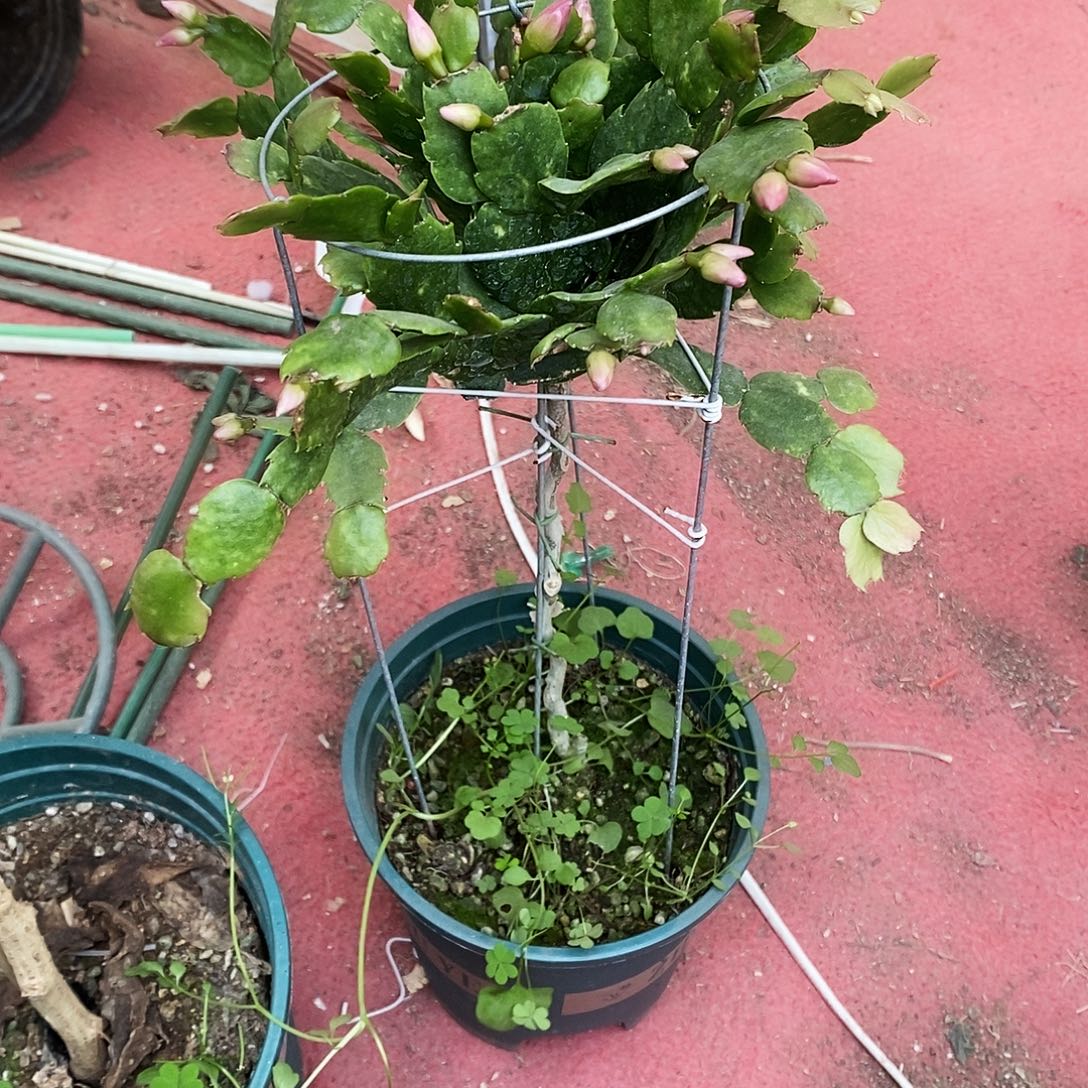 薰***草完全开放福利款单层