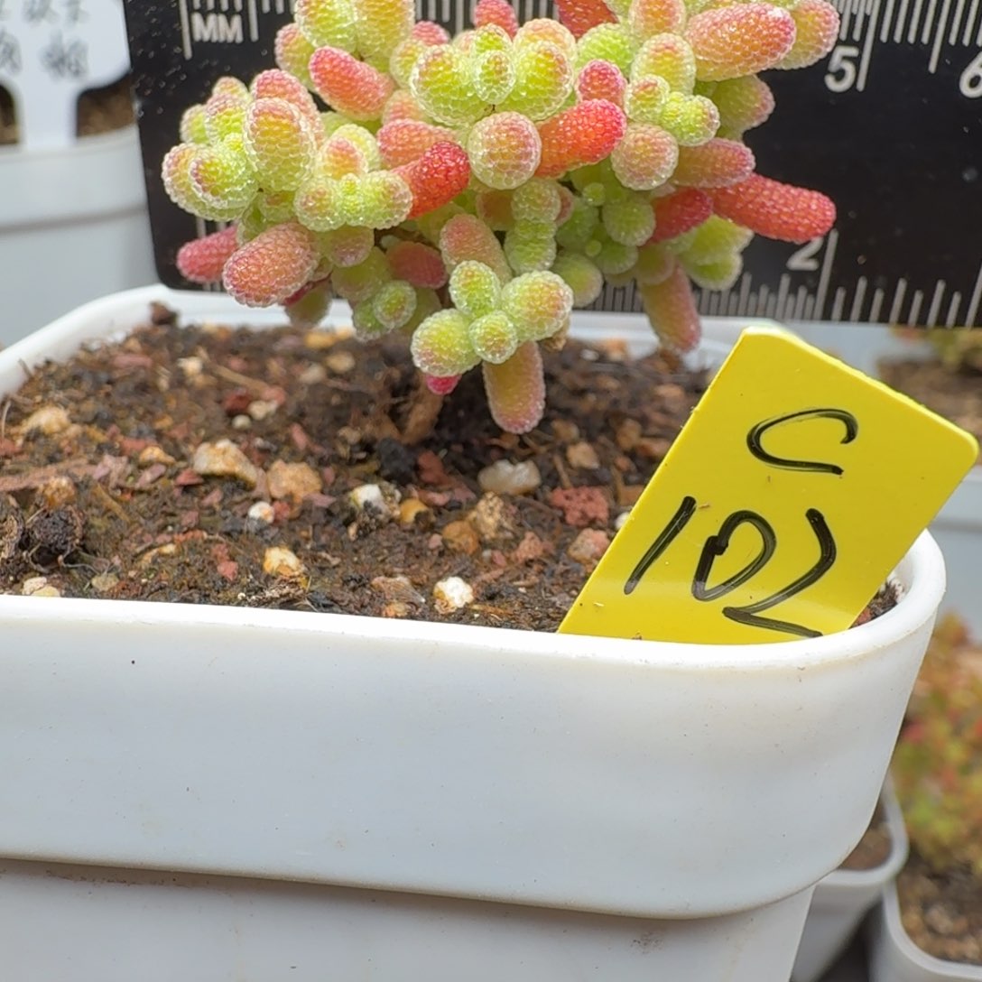 小**奈c102号蜜橘杂金桔实生