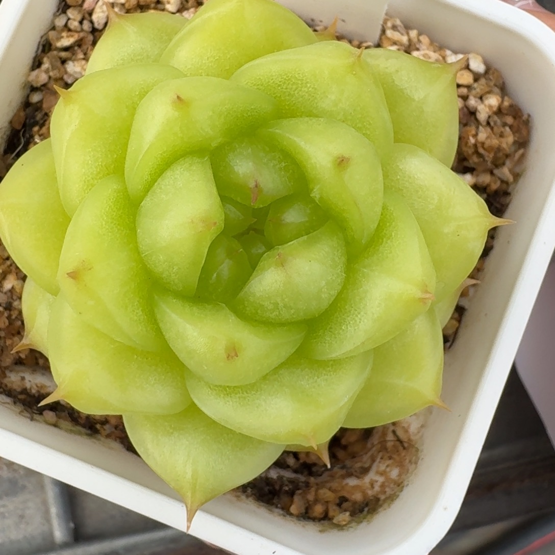 0906-069-麦秆单头