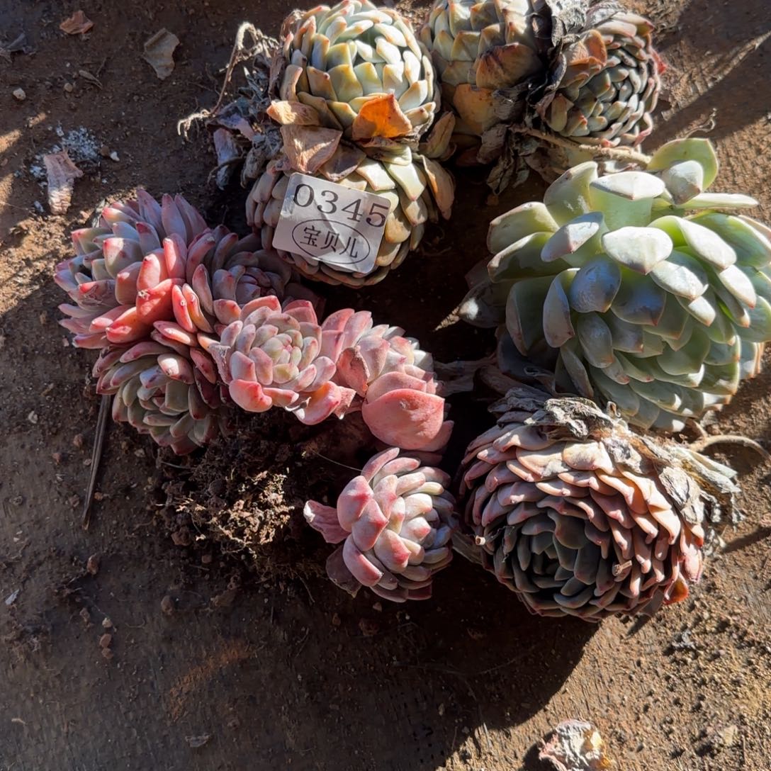 0345号包邮的时候我就开始