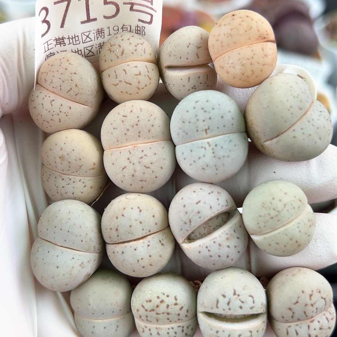 好养易活生石花大母本8715