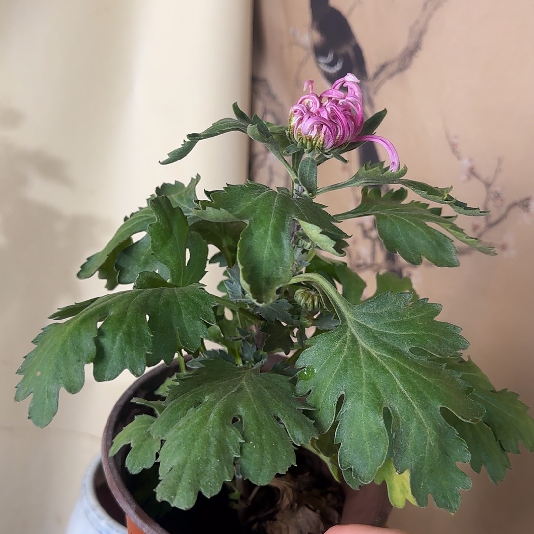 全部花朵鲜绿独本一颗