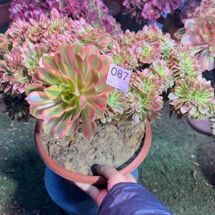 梦幻七彩法师锦缀化
