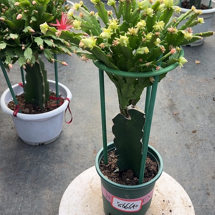 双色重瓣蟹爪兰8666