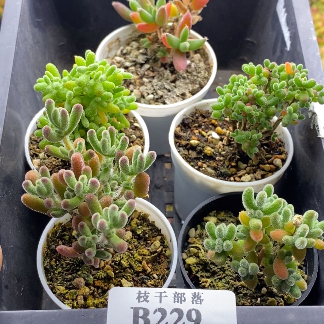 新手福利套餐229。       