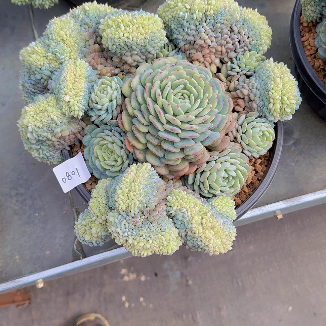 芳0801白胖子多肉植物