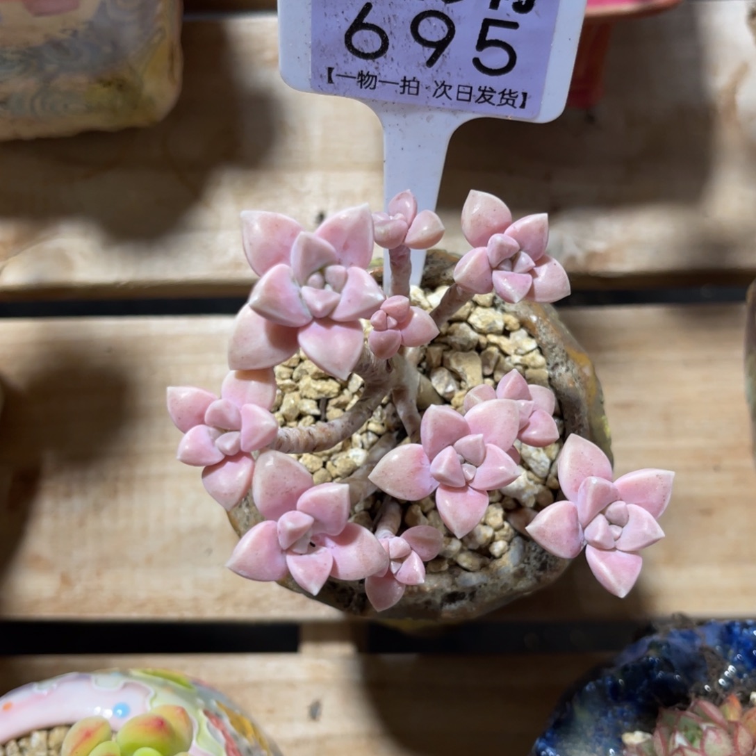 深****?云尘多肉一物一拍695