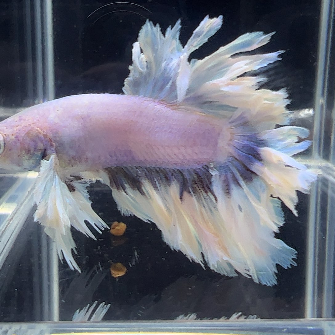 斗鱼编号3直播链接