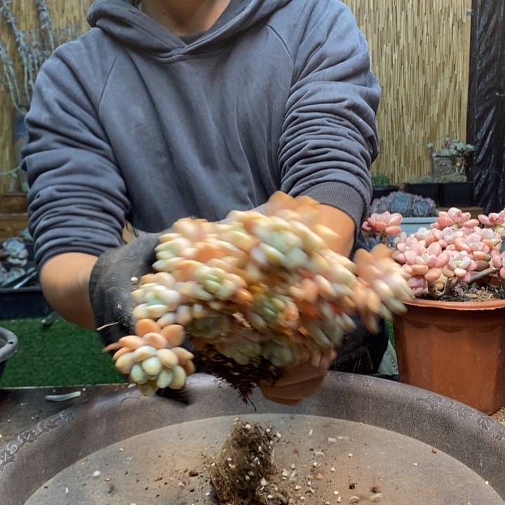 雏***菊02号洛神多肉植物