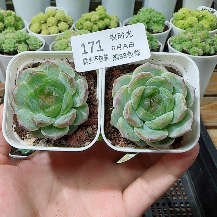 【闪购商品】060A-171无尽灯 专拍