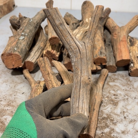 大果紫檀（缅甸花梨）阿**༽