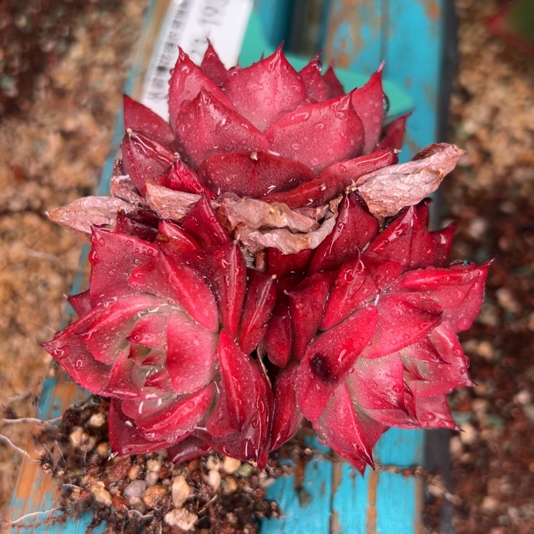 从前慢多肉精选编号0123.193