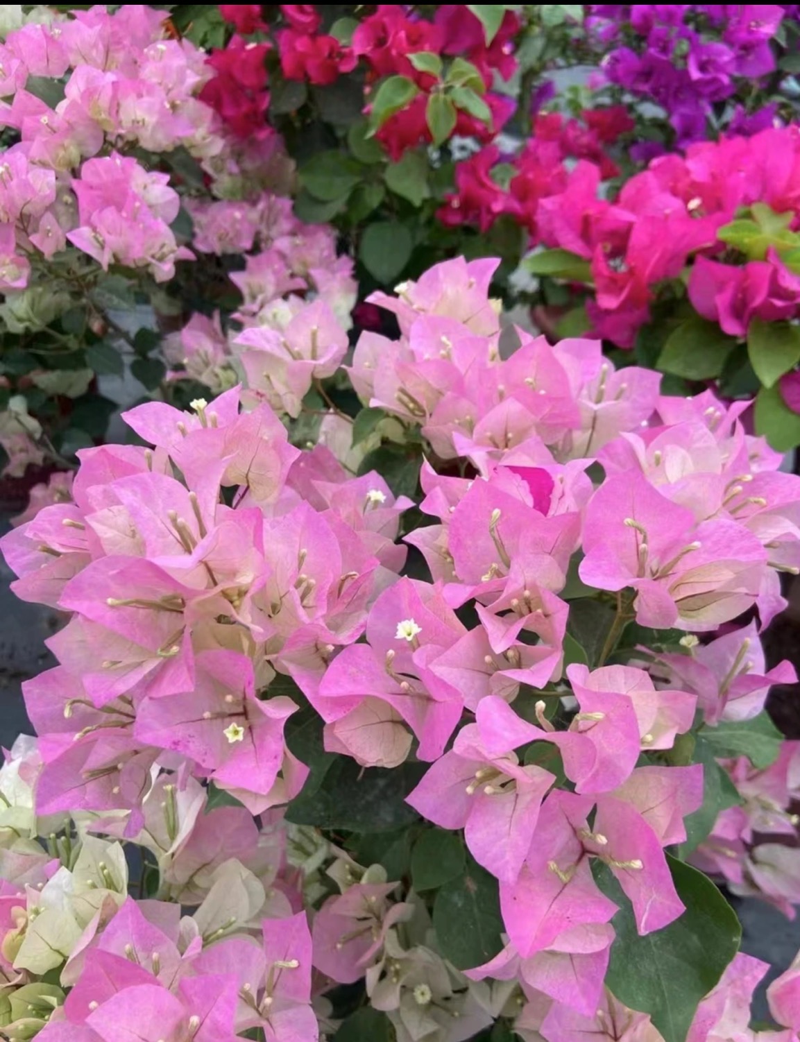 随机袋苗三角梅一颗春夏秋冬四季开花