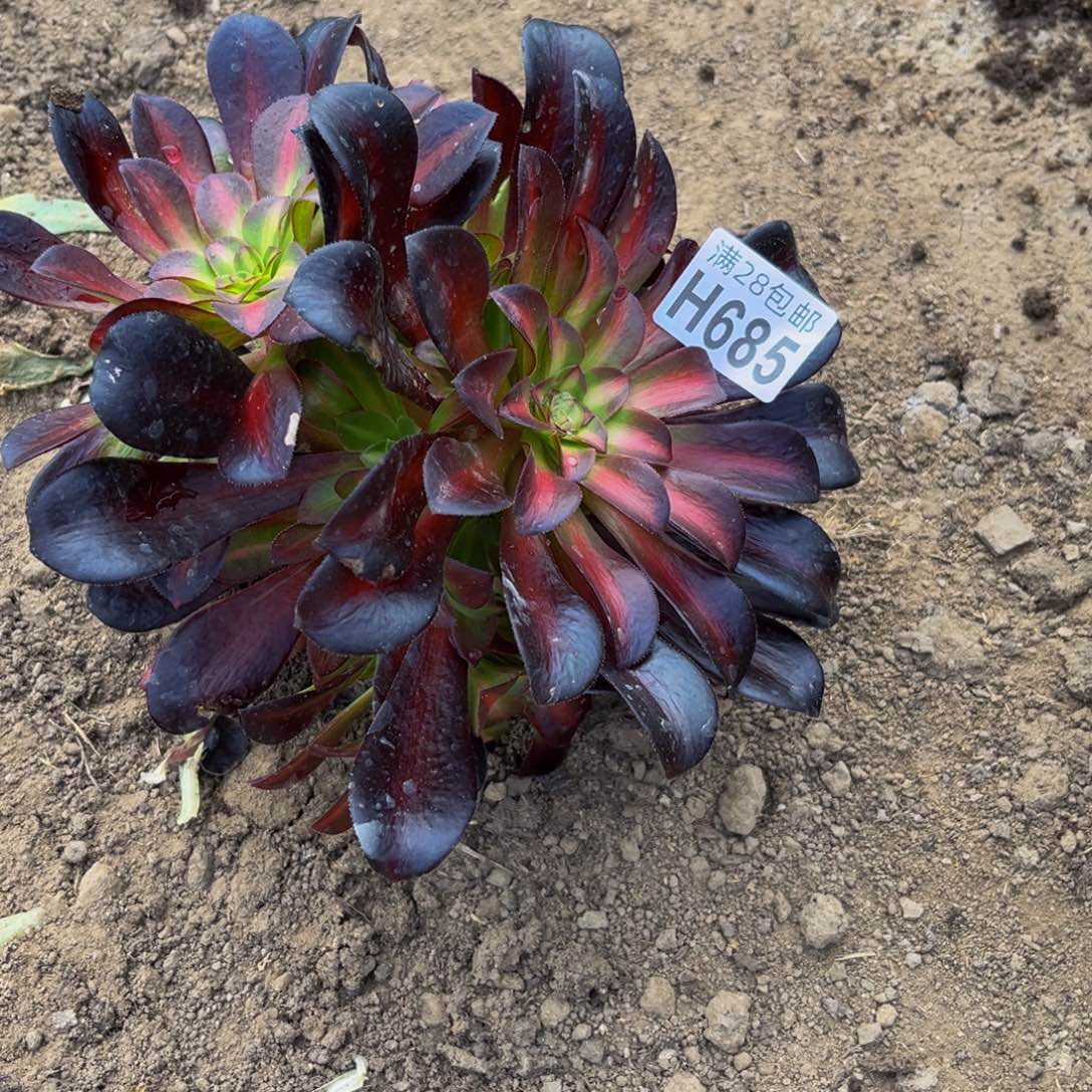 福利限拍一个685多肉植物一物一拍