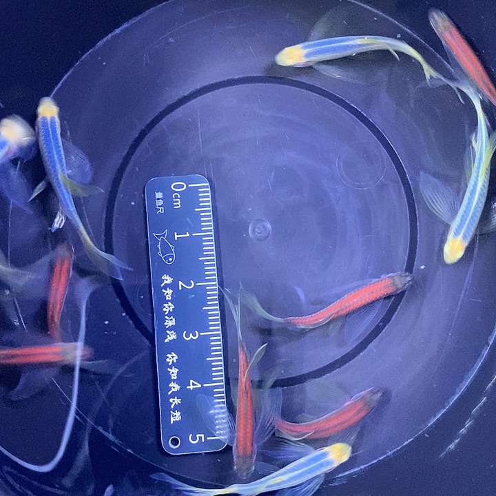斑马鱼蝶翼斑马自选10送一中号