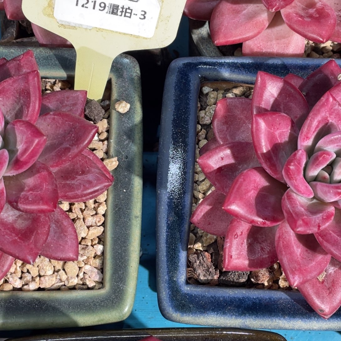 1219-3-赫菲斯托单头一颗