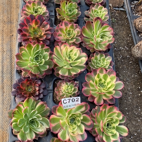 702苗21棵多肉植物