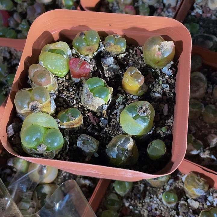 10方大毛汗泥带盆土发