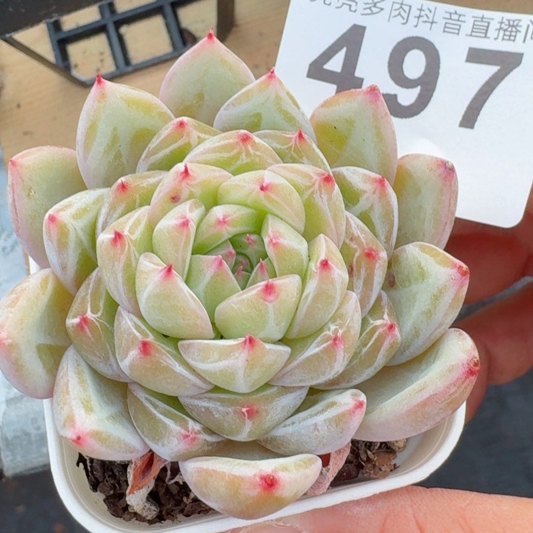 雪花珍妮         精品多肉