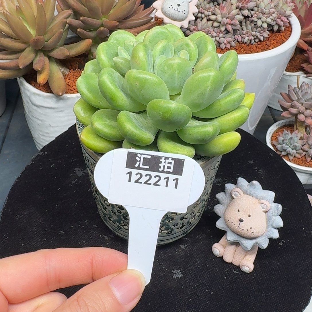 精品多肉植物122211