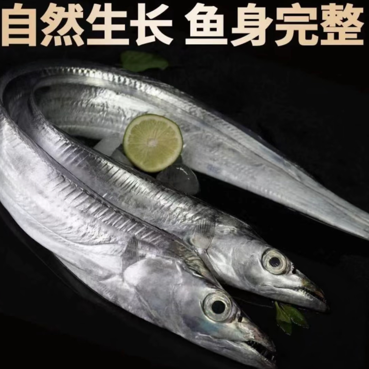 精品钓带 无冰不破肚【大号掉带鱼半斤/发10条】刀鱼油带顺丰冷链