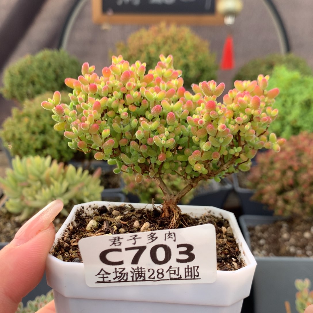 c703蜜橘。