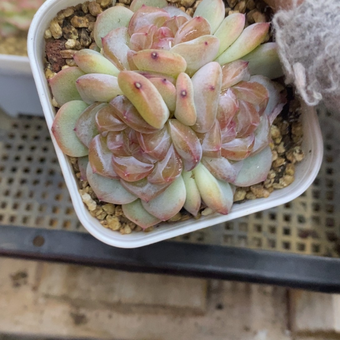 精品多肉物一拍不包整431