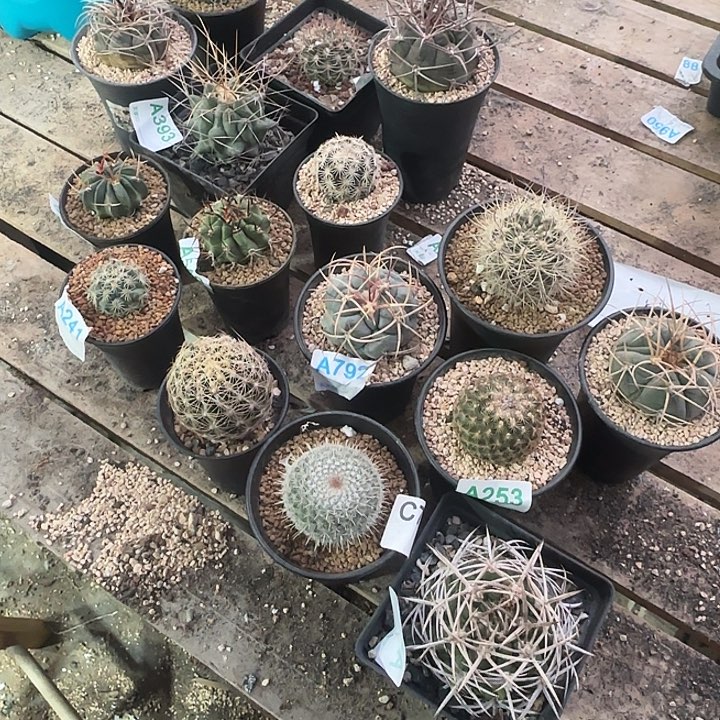 左***岸一堆仙人球 实生16颗