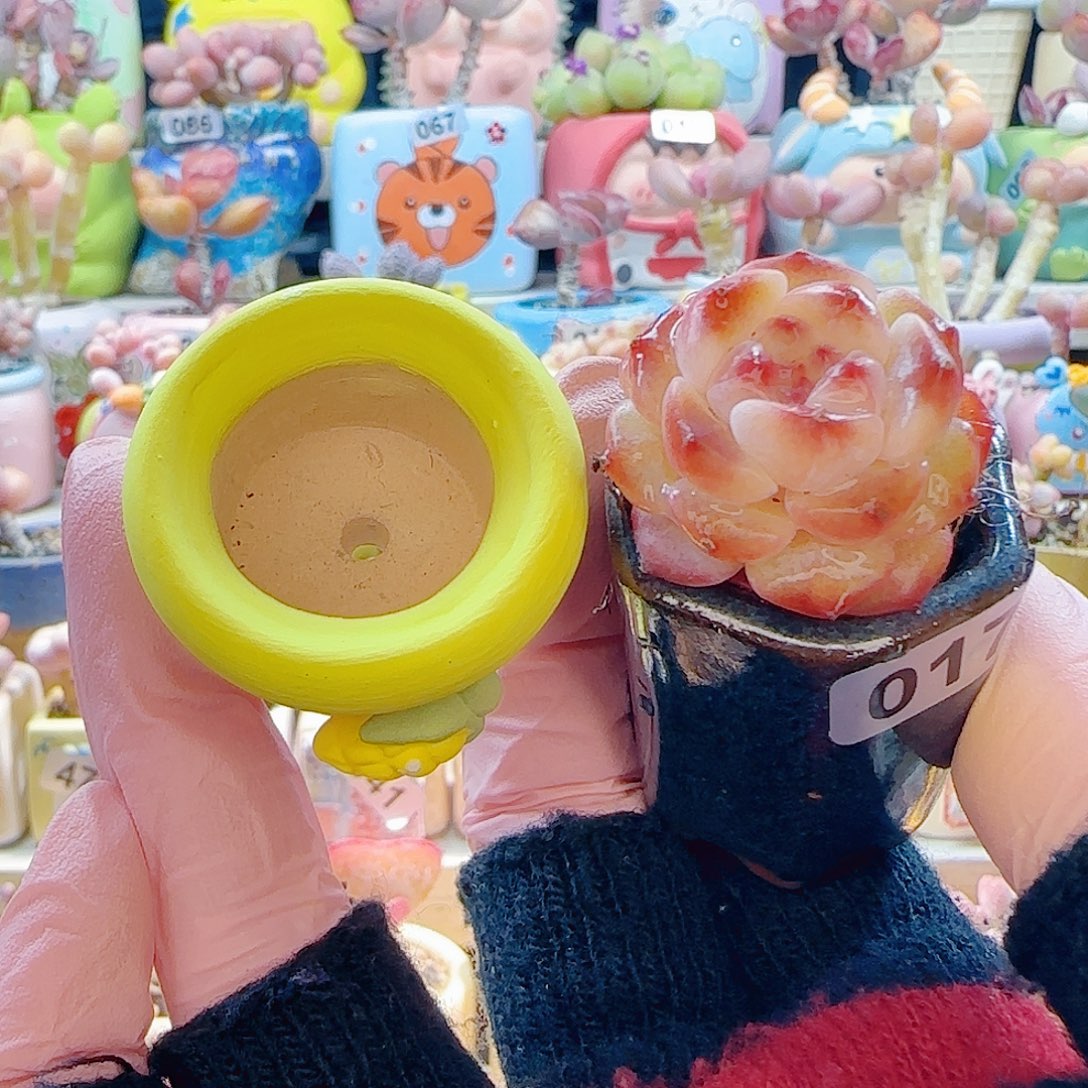 绛***紫L 糖心 种玉米盆 