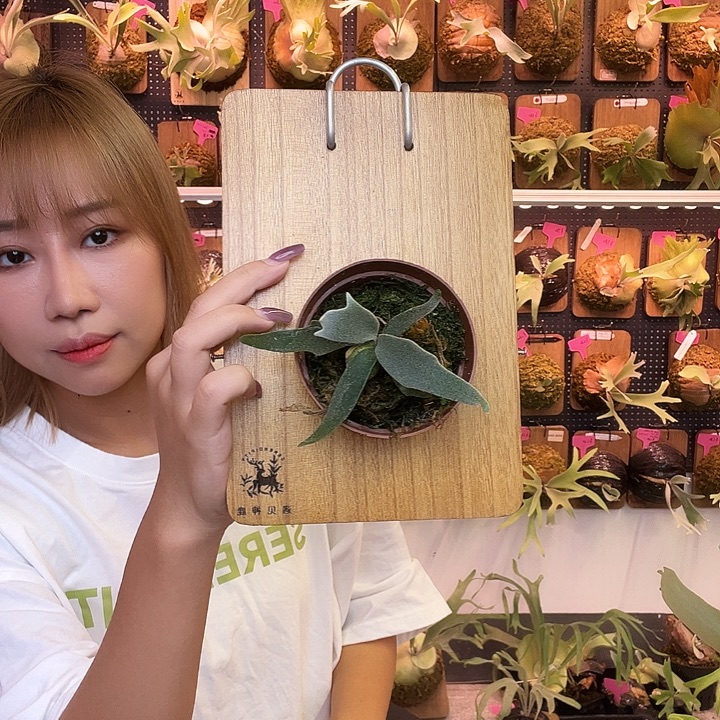 完全开放玉女 包上板