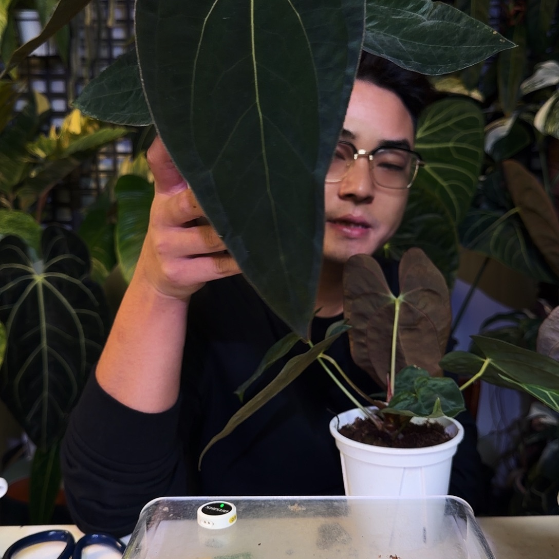 完全开放X172暗黑巴拿马花烛