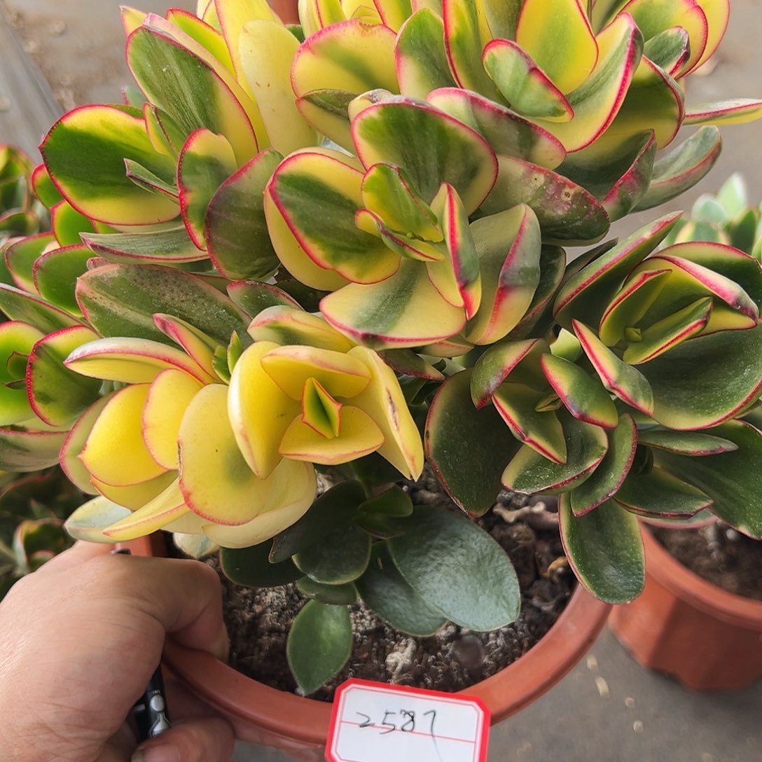 稀有落日之艳带土球发货2587
