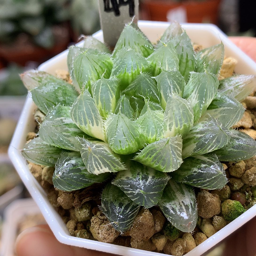 冰魄玉露锦带盆土发货