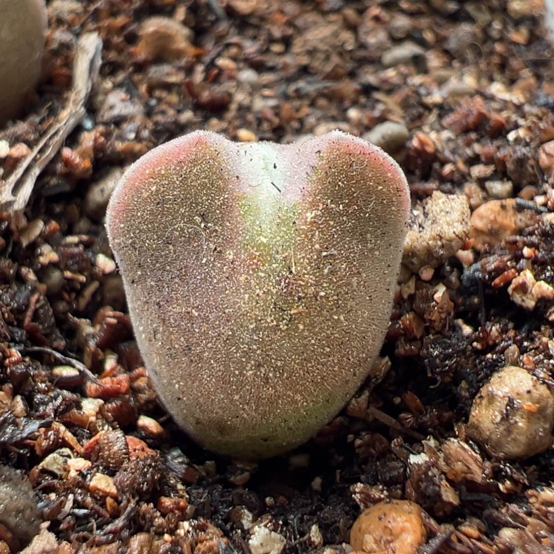 舞**蹈空蝉多肉多肉