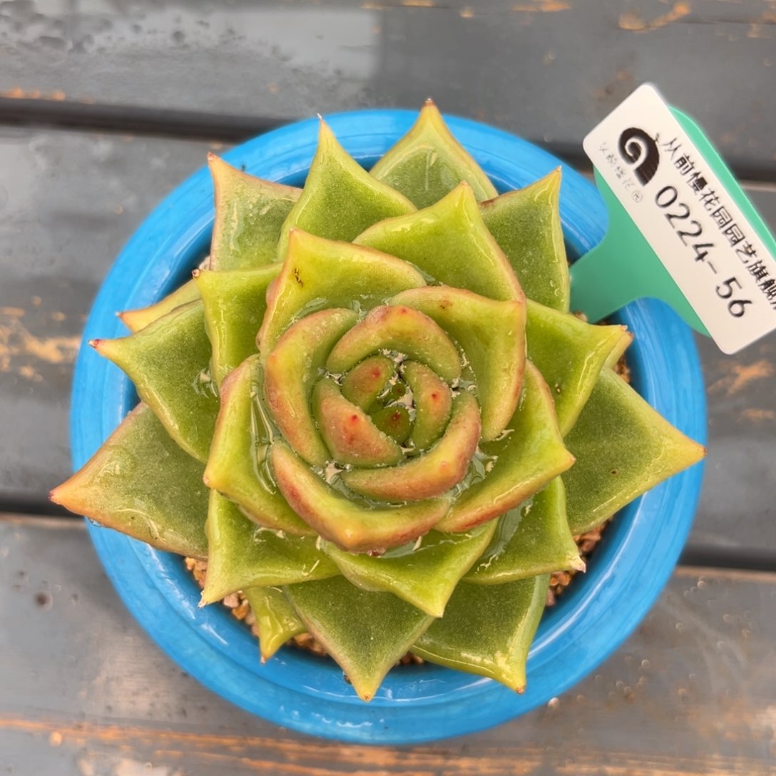 多肉一物一拍0222.56