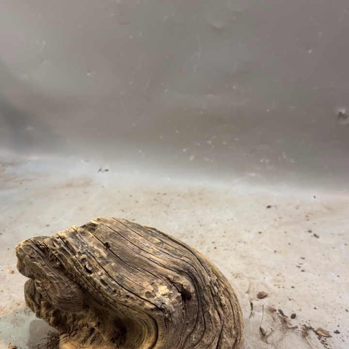 飞***鹰崖柏雕刻茬口坨坨料