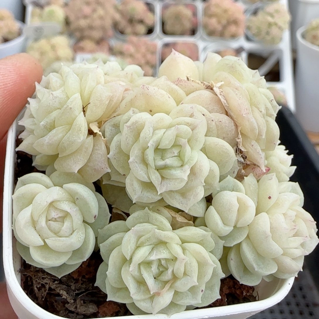 【闪购商品】0215-109（fm-173）