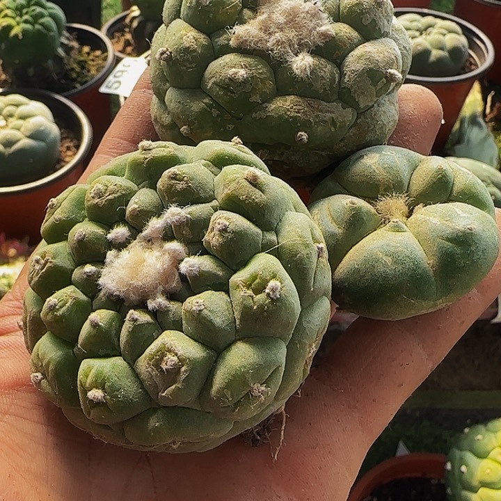 三个仙955萝卜根