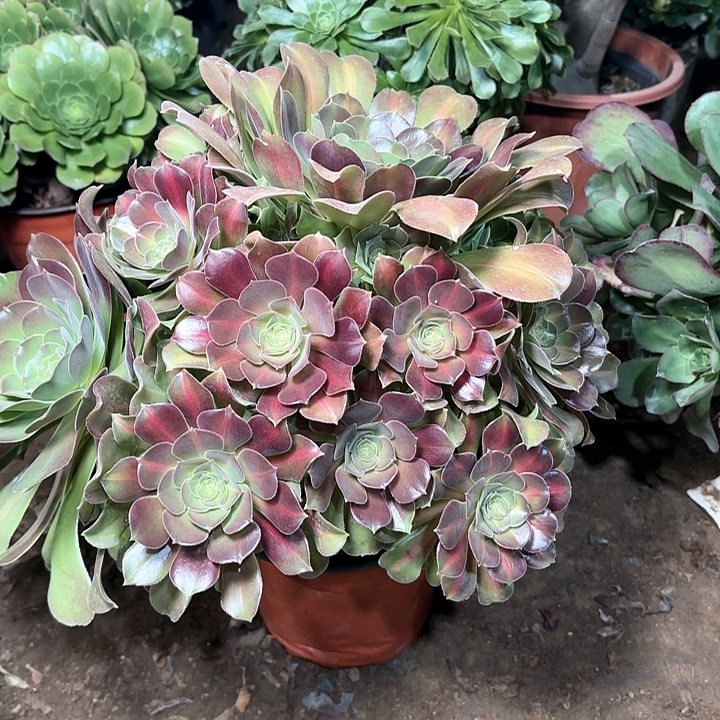 多肉植物粉女巫14