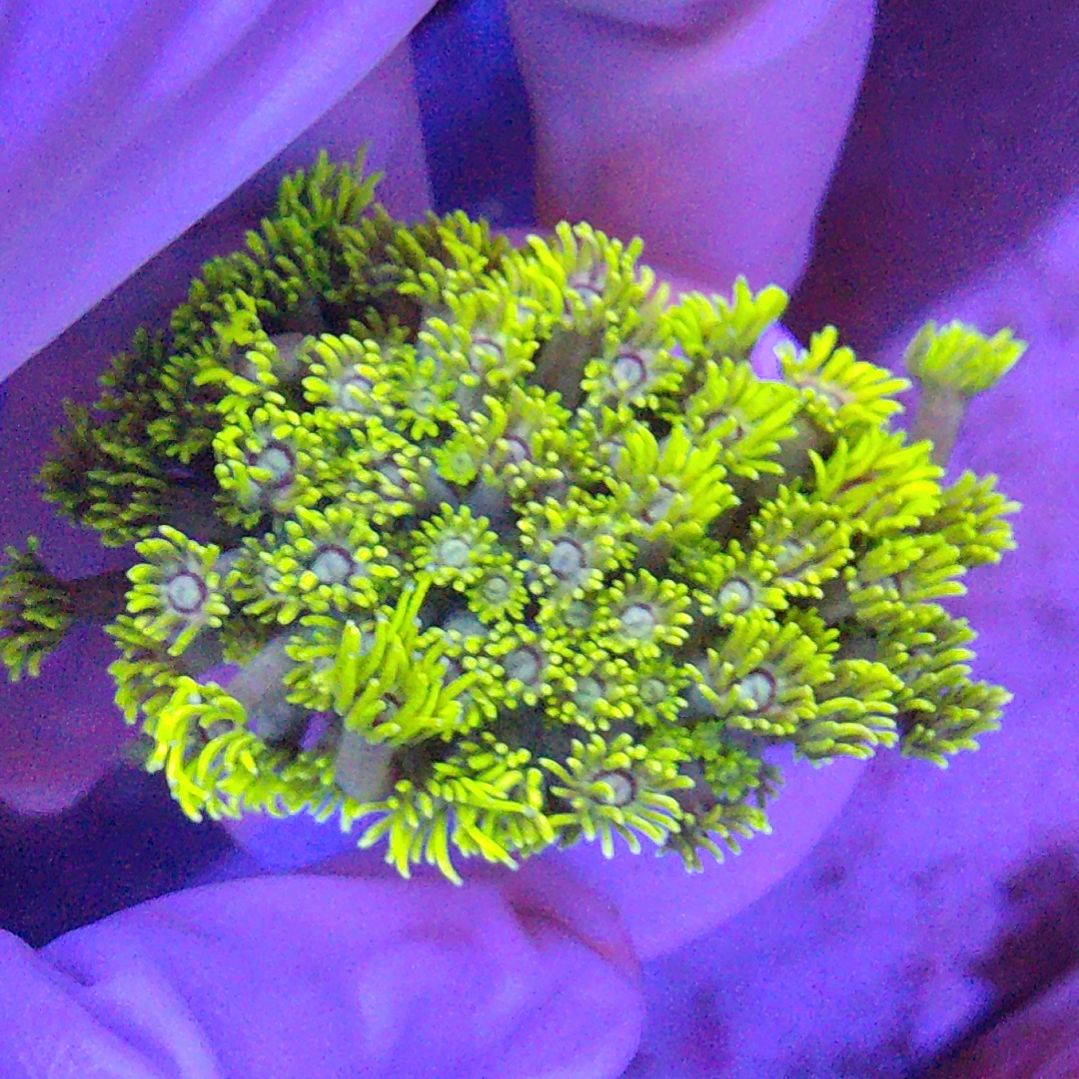 珊瑚不支持退货不包邮 退款超3次拉黑