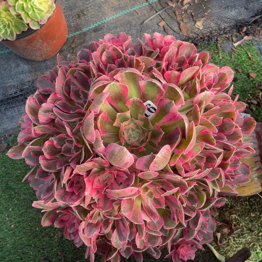 906精品法师粉女郎