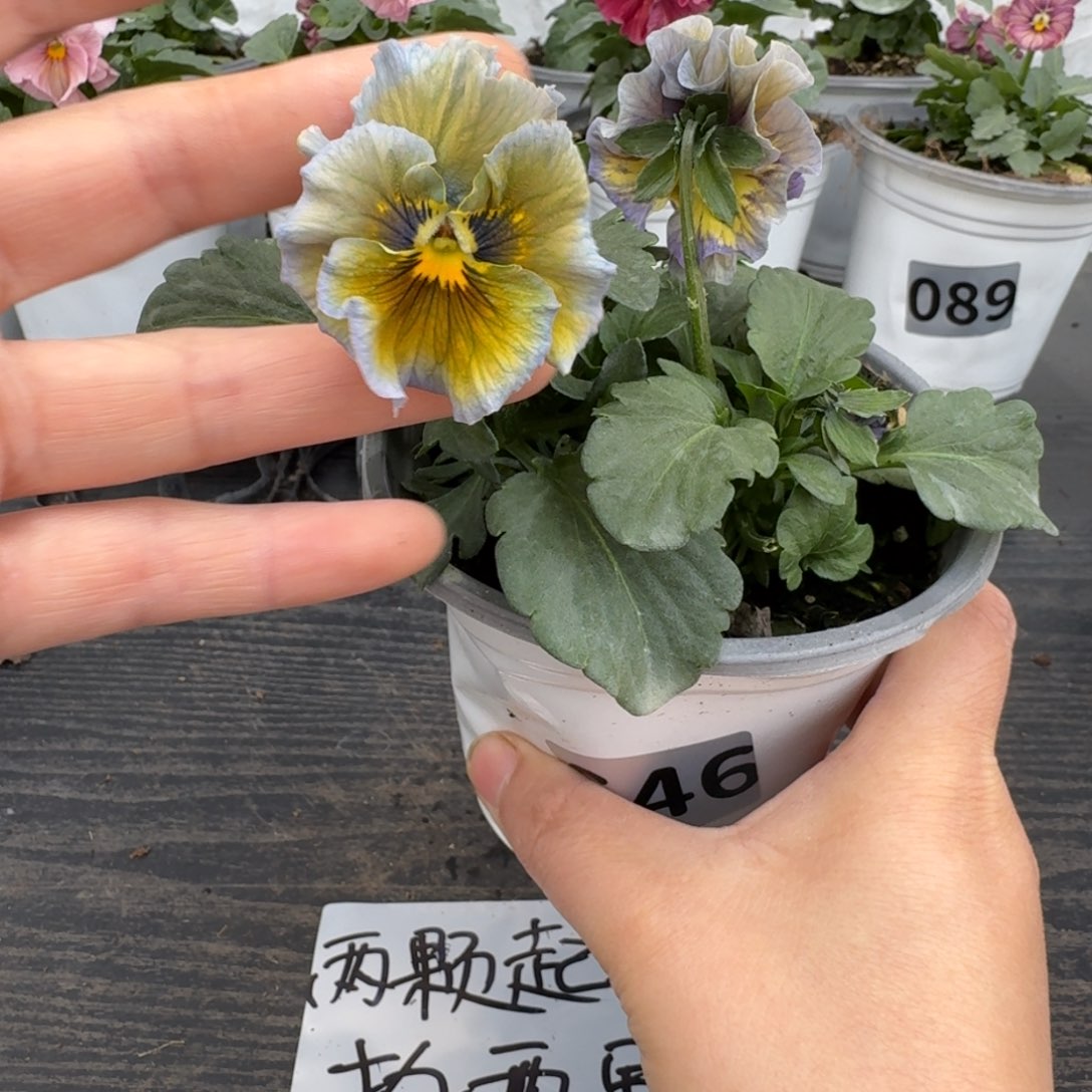 全部花朵646号月光