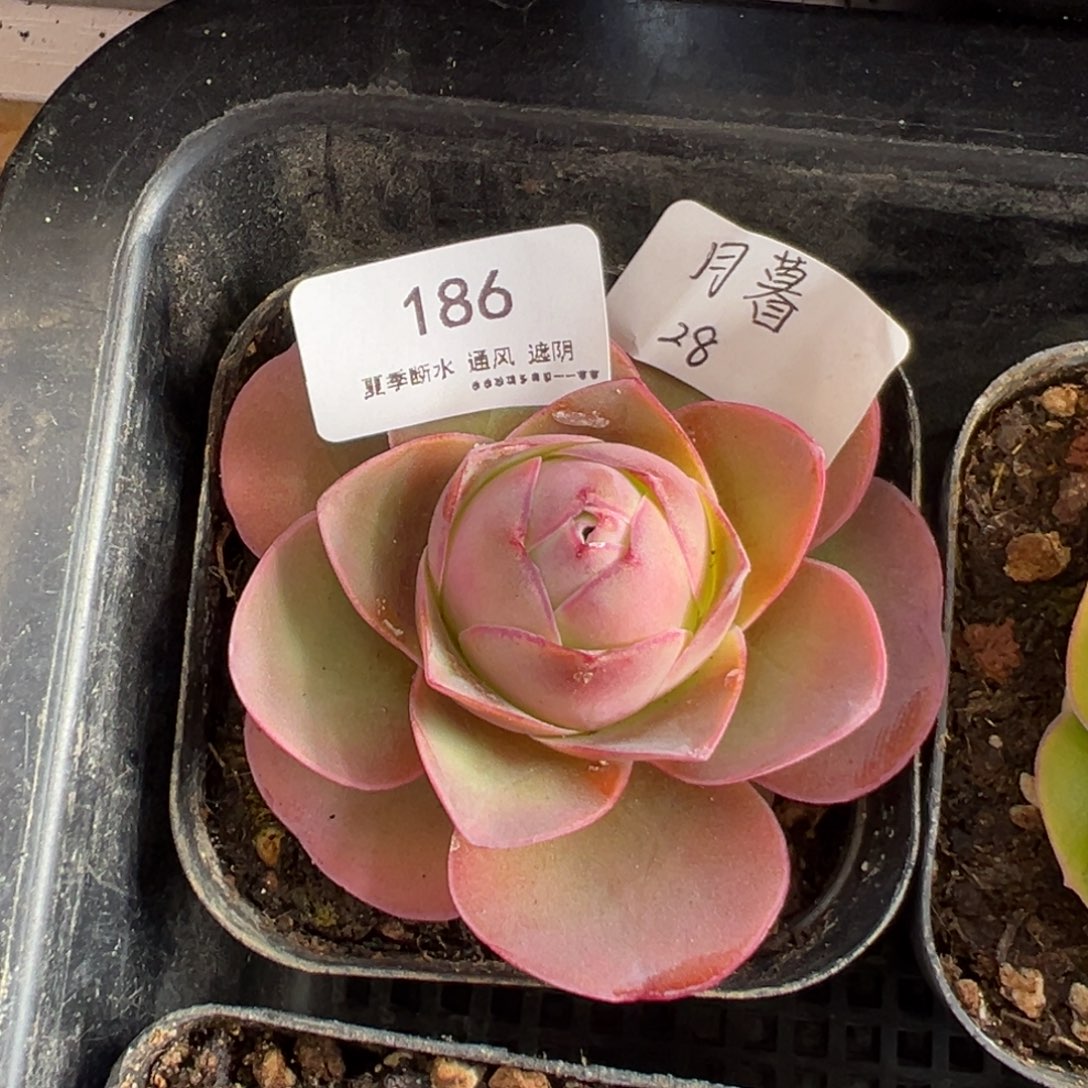 186号月暮—山地玫瑰