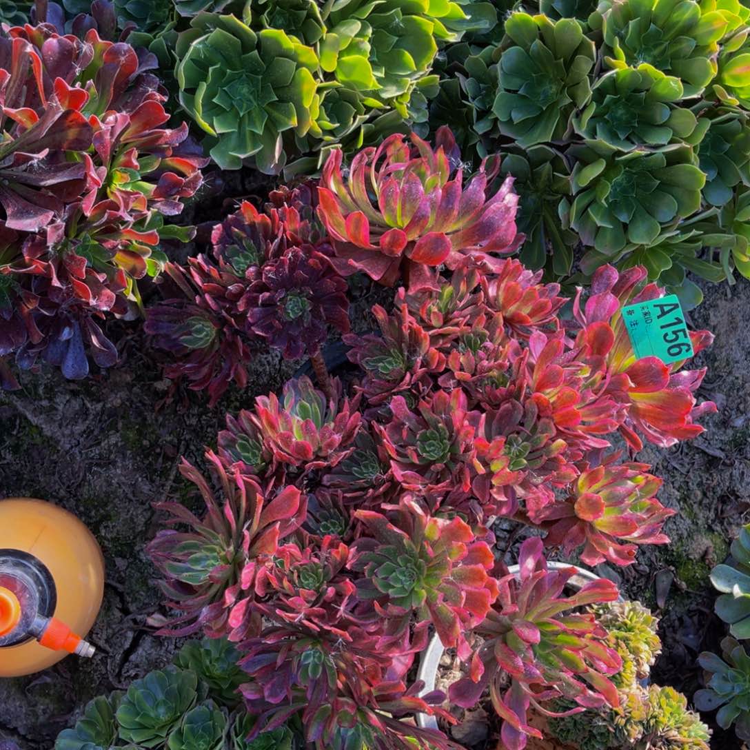 紫霞仙子法师5-42